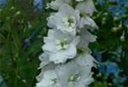 Delphinium Pacific 'Galahad'