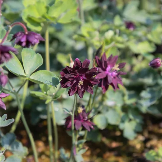 Garten-Akelei 'Black Barlow' Garten-Akelei 'Black Barlow'
