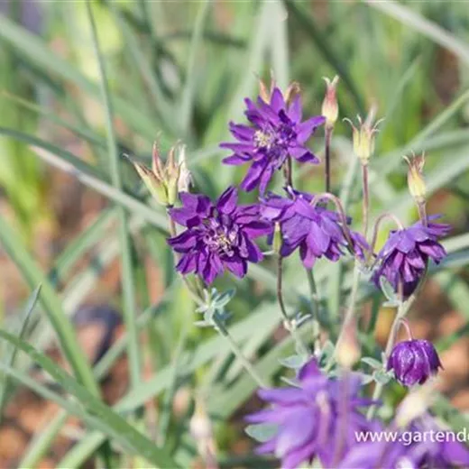 Garten-Akelei 'Blue Barlow' Garten-Akelei 'Blue Barlow'