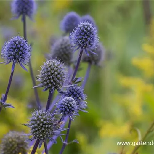 Flachblättriger Mannstreu