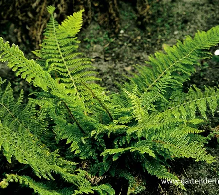 Flacher Filigranfarn 'Proliferum Herrenhausen'