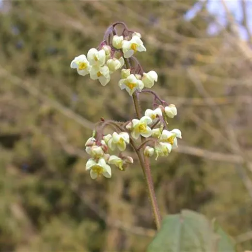 Flaumige Elfenblume Flaumige Elfenblume