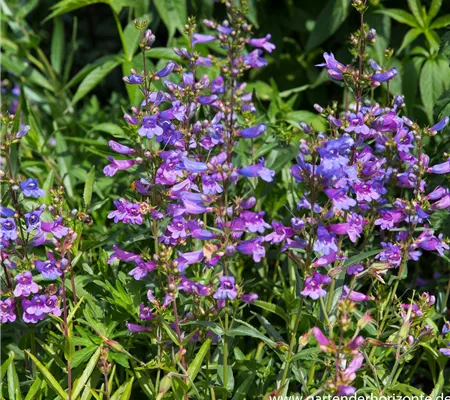Garten-Bartfaden 'Catherine de la Mere'