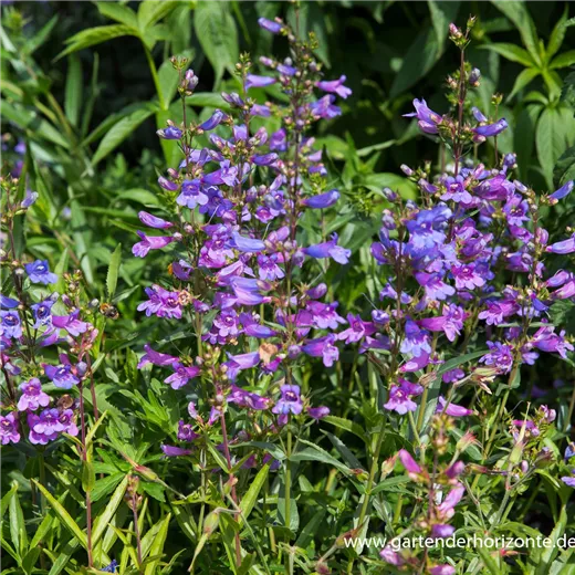 Garten-Bartfaden 'Catherine de la Mere' Garten-Bartfaden 'Catherine de la Mere'