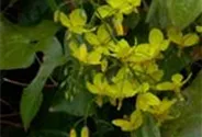 Frohnleiten-Garten-Elfenblume 'Frohnleiten'
