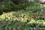Frohnleiten-Garten-Elfenblume 'Frohnleiten'
