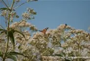 Eupatorium fistulosum 'Album'
