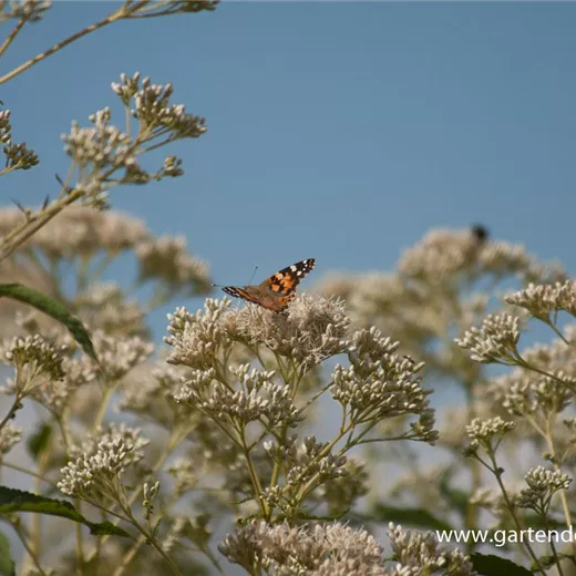 Eupatorium fistulosum 'Album' Eupatorium fistulosum 'Album'