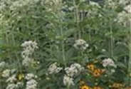 Eupatorium fistulosum 'Album'