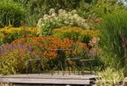 Eupatorium fistulosum 'Album'