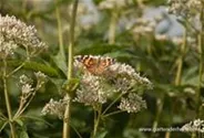 Eupatorium fistulosum 'Album'