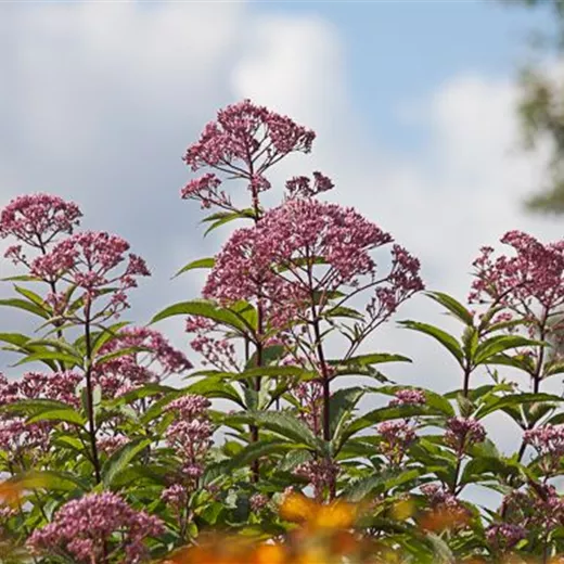 Eupatorium fistulosum 'Atropurpur.', gen.