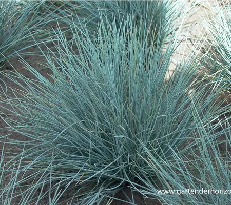 Garten-Blau-Schwingel 'Silberreiher'