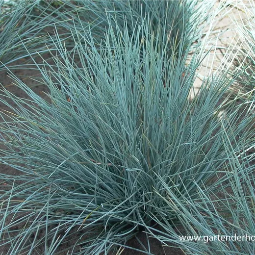 Garten-Blau-Schwingel 'Silberreiher' Garten-Blau-Schwingel 'Silberreiher'