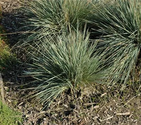 Garten-Blaustrahlhafer 'Saphirsprudel'