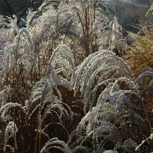 Garten-Chinaschilf 'Sioux'