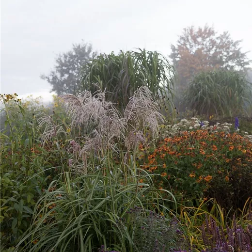 Garten-Chinaschilf 'Zwergelefant'