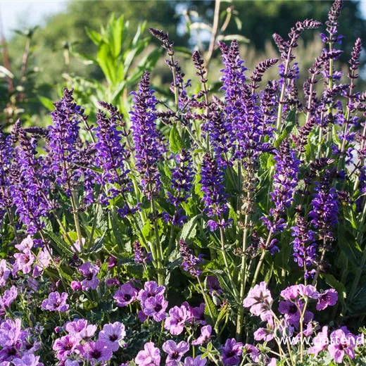 Garten-Blüten-Salbei 'Mainacht' Garten-Blüten-Salbei 'Mainacht'