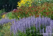 Garten-Duftnessel 'Blue Fortune'