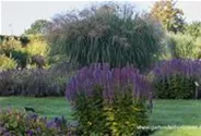 Garten-Duftnessel 'Blue Fortune'