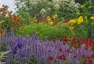 Garten-Duftnessel 'Blue Fortune'