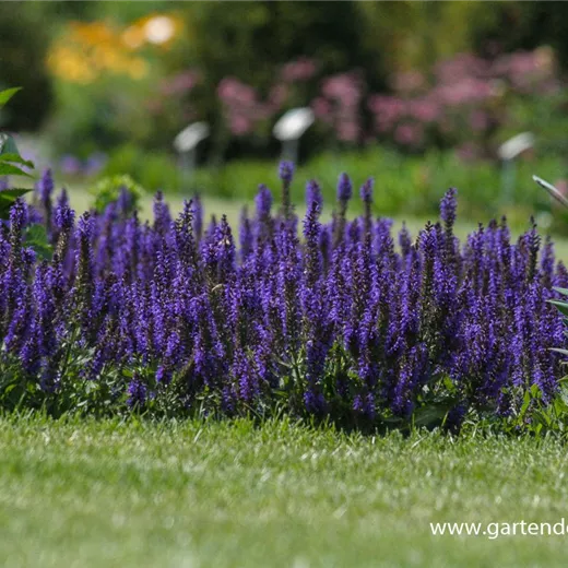 Garten-Blüten-Salbei 'Marcus'® Garten-Blüten-Salbei 'Marcus'®