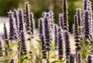 Garten-Duftnessel 'Blue Fortune'