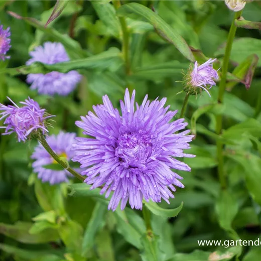 Garten-Feinstrahl 'Schöne Blaue' Garten-Feinstrahl 'Schöne Blaue'