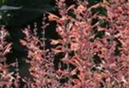 Garten-Duftnessel 'Firebird'