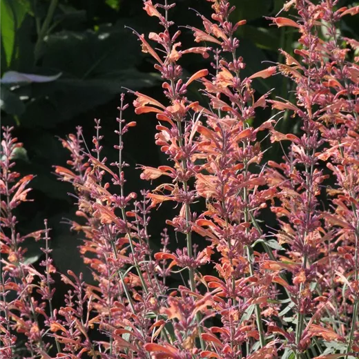 Garten-Duftnessel 'Firebird' Garten-Duftnessel 'Firebird'