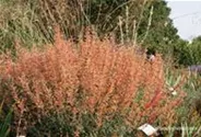 Garten-Duftnessel 'Firebird'