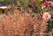 Garten-Duftnessel 'Firebird'