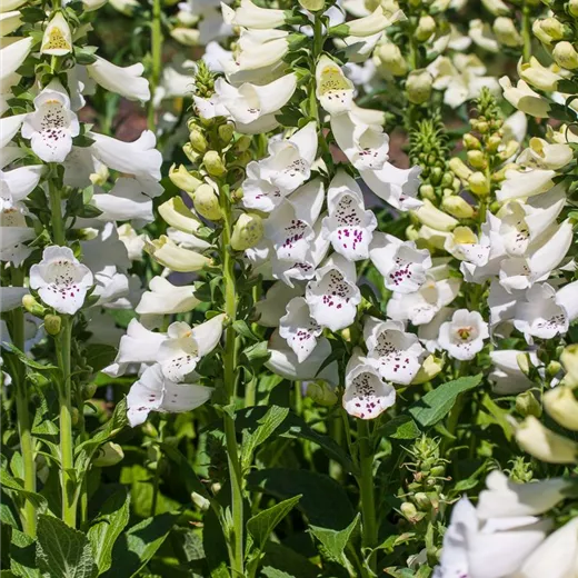 Garten-Fingerhut 'Alba' Garten-Fingerhut 'Alba'