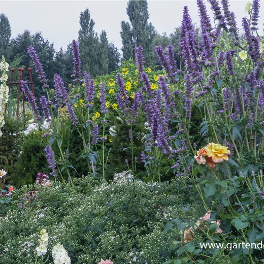Garten-Duftnessel 'Serpentine' Garten-Duftnessel 'Serpentine'