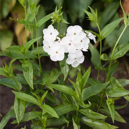 Garten-Flammenblume 'Minnie Pearl'