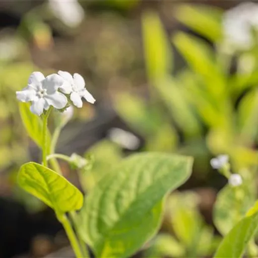 Garten-Frühlings-Gedenkemein 'Alba' Garten-Frühlings-Gedenkemein 'Alba'