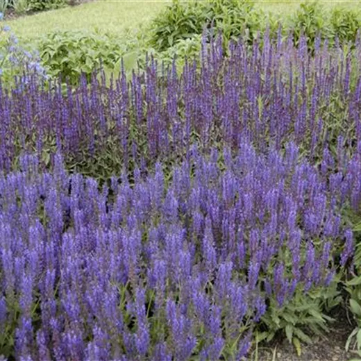 Garten-Blüten-Salbei 'Wesuwe' Garten-Blüten-Salbei 'Wesuwe'