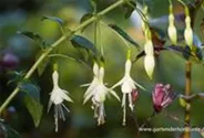 Garten-Fuchsie