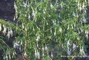 Garten-Fuchsie