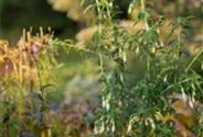 Garten-Fuchsie