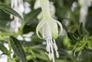 Garten-Fuchsie