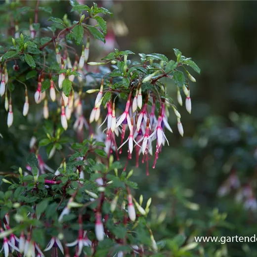 Garten-Fuchsie Garten-Fuchsie