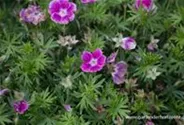 Garten-Blut-Storchschnabel 'Elke'