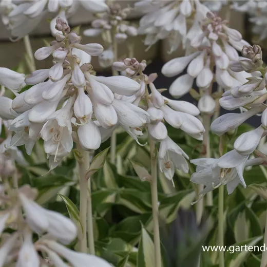 Garten-Funkie 'Ann Kulpa' Garten-Funkie 'Ann Kulpa'