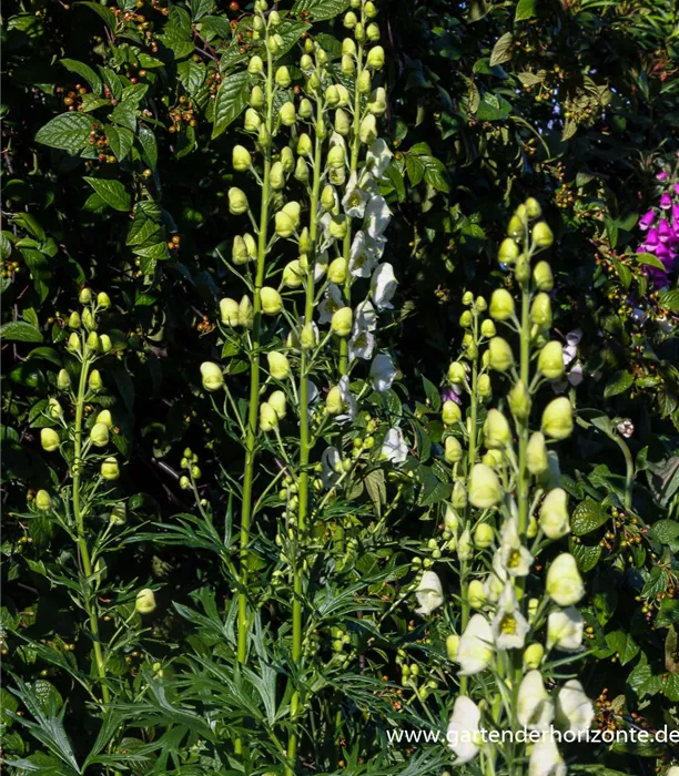 P2000068_1.jpg