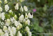 Garten-Eisenhut 'Album'