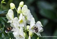Garten-Eisenhut 'Album'