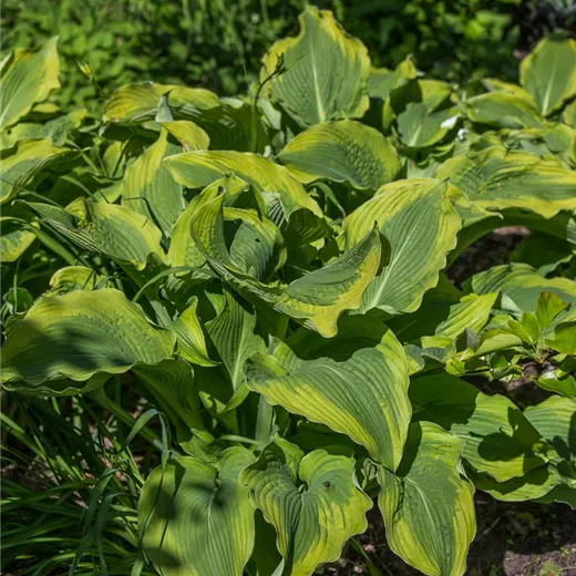 Garten-Funkie 'Atlantis'