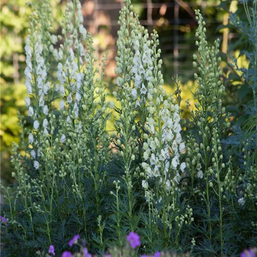 Garten-Eisenhut 'Schnewittchen' Garten-Eisenhut 'Schnewittchen'