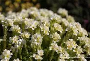 Garten-Elfenbein-Steinbrech 'Alba'